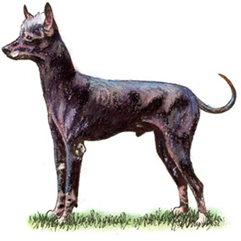Xoloitzcuintle (Mex Hairless) Int - Click Image to Close